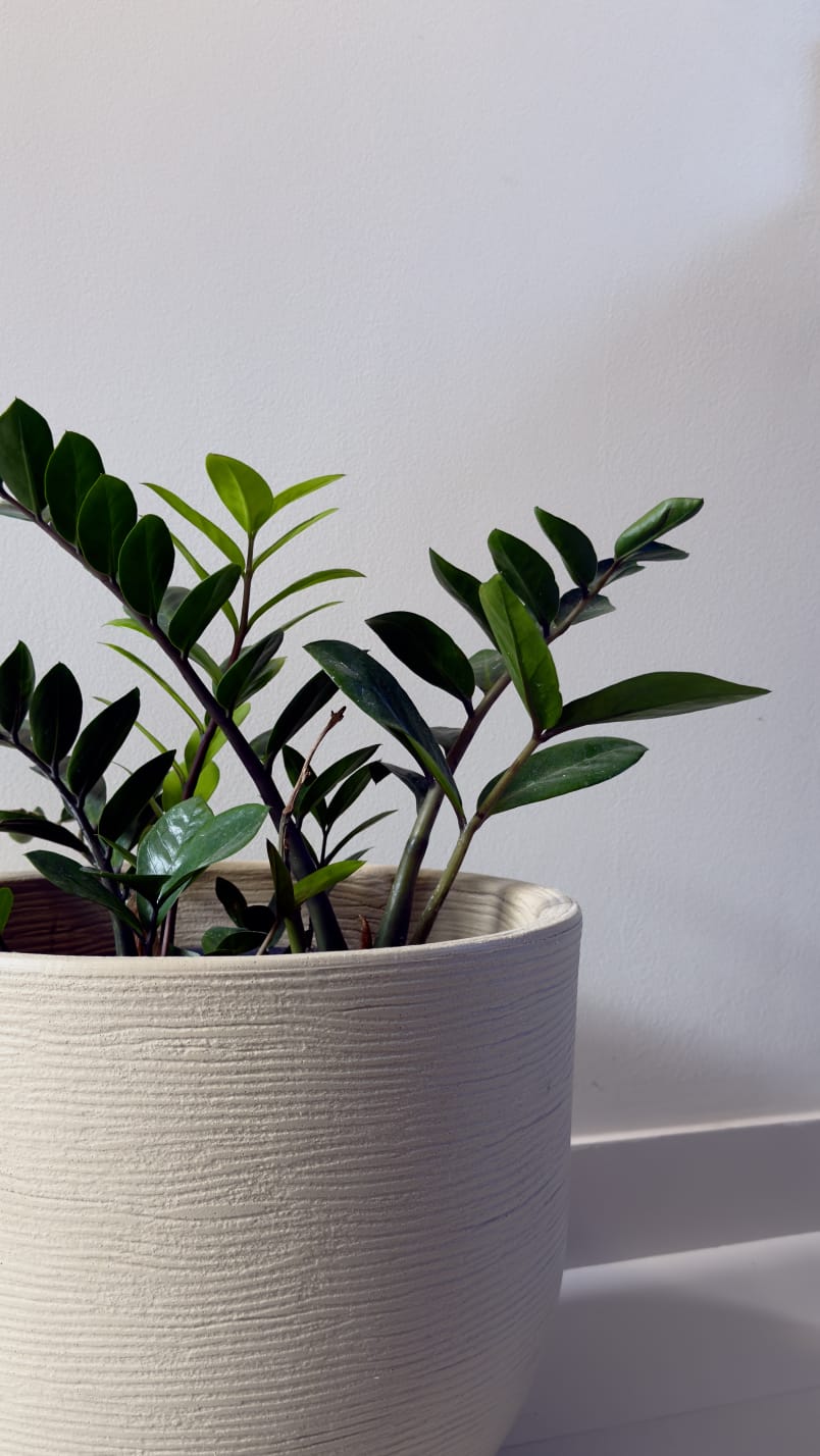 Planta ZZ em vaso cerâmico branco texturizado sobre fundo branco